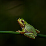 Amphibians